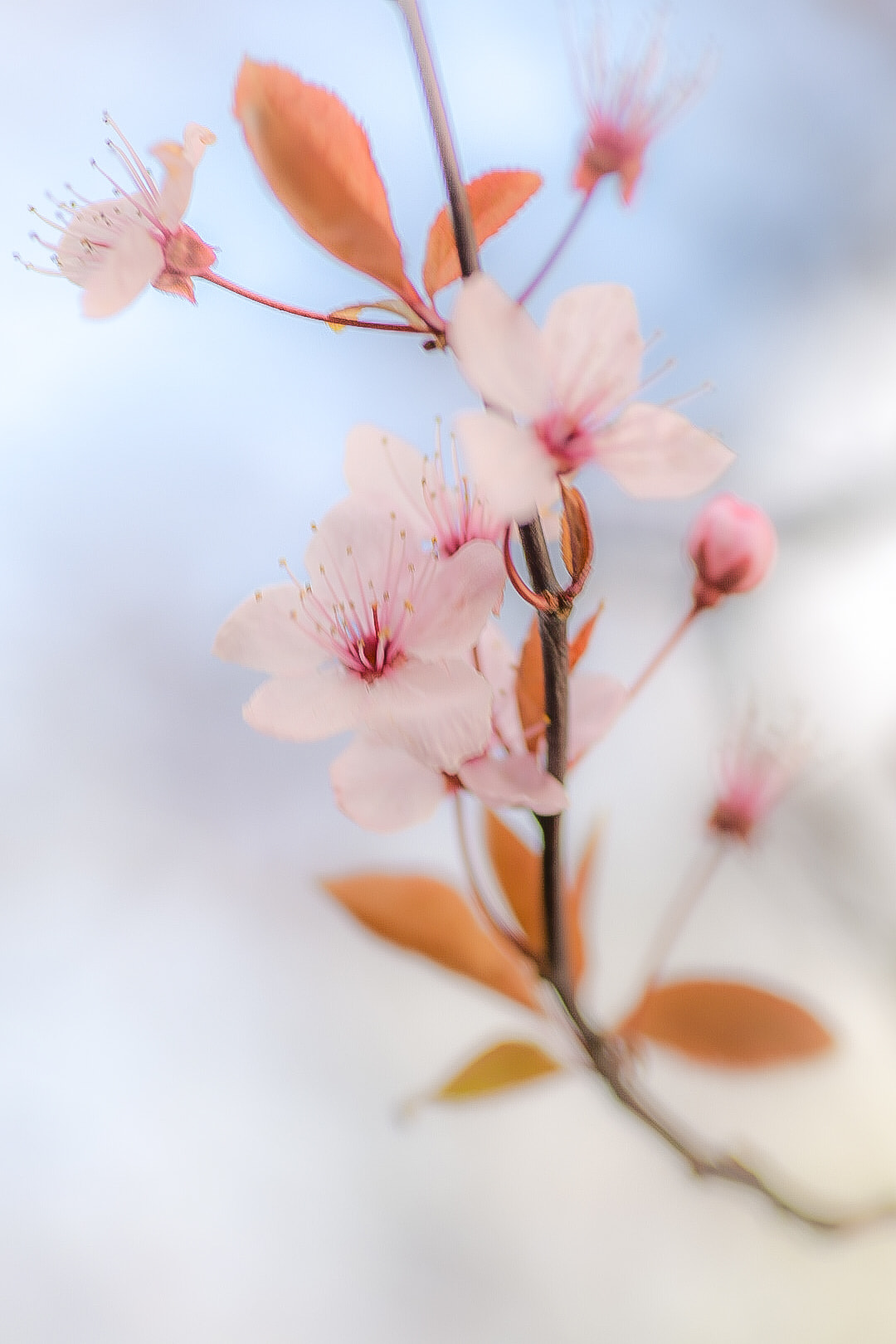 Cherry blossom flowers